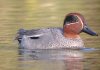 Teal at Gunners Park (Steve Arlow) (73748 bytes)